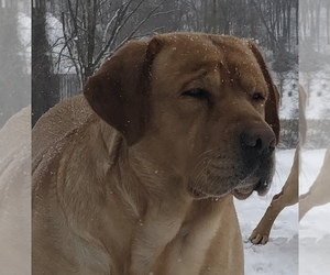 Mother of the Labrador Retriever puppies born on 03/20/2024