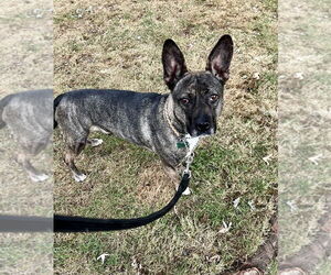 Heidi - Female French Bulldog-Unknown Mix Dog for Adoption - Photo #8