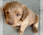 Small #1 Labradoodle