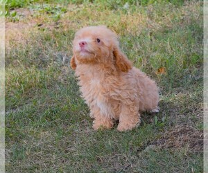 Poodle (Toy) Puppy for sale in BARNESVILLE, KS, USA