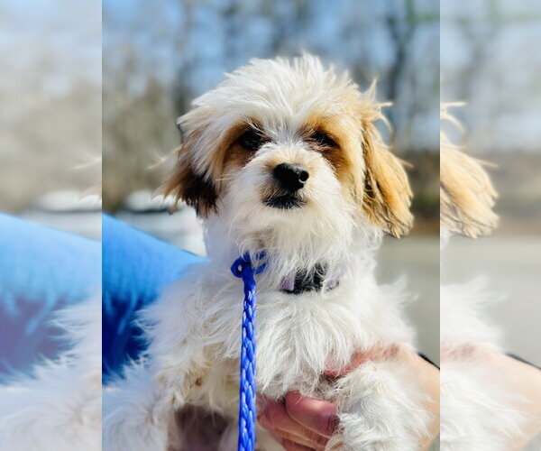 Medium Photo #2 Shih Tzu-Unknown Mix Puppy For Sale in Jackson , NJ, USA