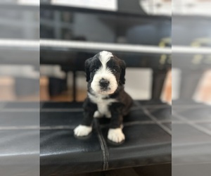 Miniature Bernedoodle Puppy for Sale in KNOXVILLE, Tennessee USA