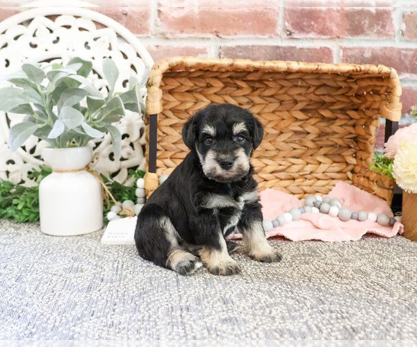 Medium Photo #3 Schnauzer (Miniature) Puppy For Sale in SYRACUSE, IN, USA