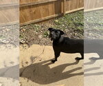 Small Photo #3 Mutt Puppy For Sale in Jackson, MS, USA
