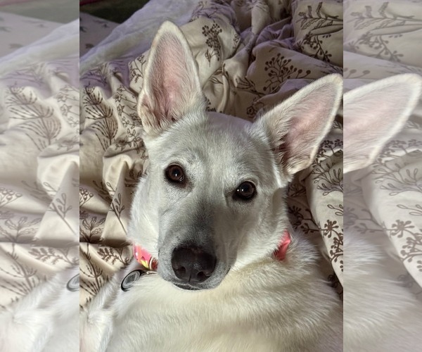 Medium Photo #10 Australian Shepherd-white german shepherd Mix Puppy For Sale in Holly Springs, NC, USA