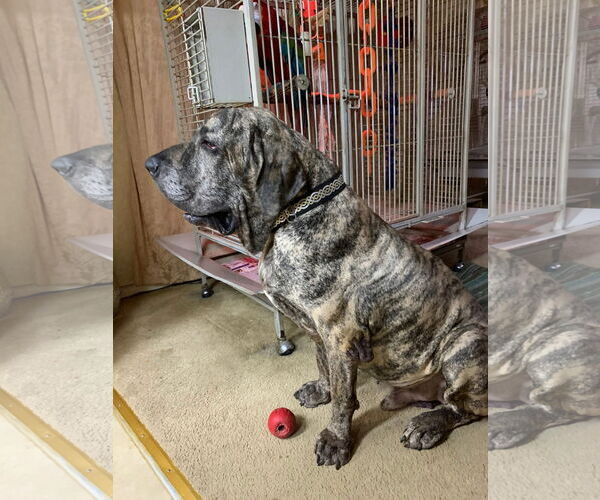 Medium Photo #1 Fila Brasileiro Puppy For Sale in Jasper, AL, USA