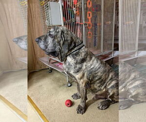 Fila Brasileiro Dogs for adoption in Jasper, AL, USA