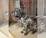 Small Fila Brasileiro