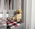 Small Photo #7 Golden Retriever Puppy For Sale in FRANKLIN, IN, USA