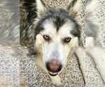 Small #2 Eurasier-Siberian Husky Mix