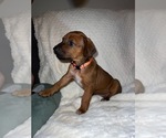 Small #3 Rhodesian Ridgeback