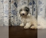 Small #7 Cavapoo-Poodle (Miniature) Mix