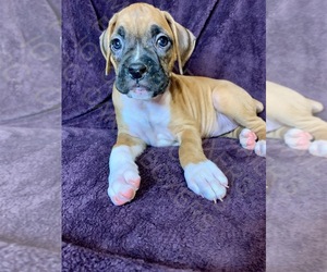 Boxer Puppy for sale in MORENO VALLEY, CA, USA