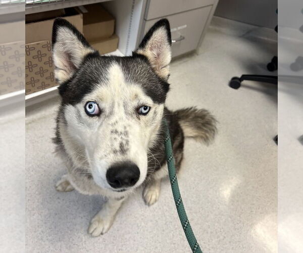 Medium Photo #1 - Mix Puppy For Sale in Rohnert Park, CA, USA