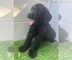 Small #26 Labradoodle