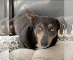 Small Photo #3 Dachshund-Unknown Mix Puppy For Sale in Studio City, CA, USA