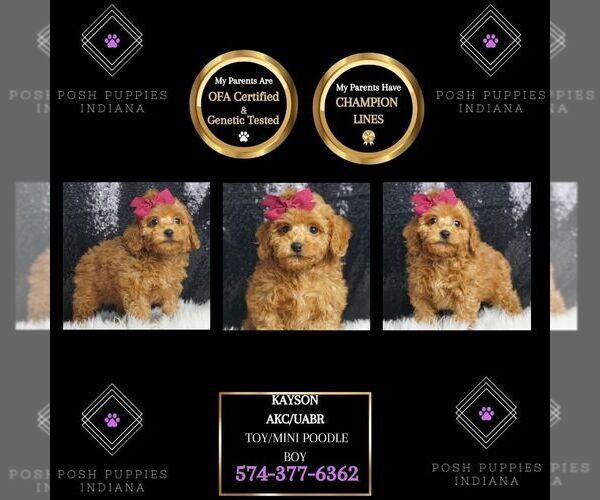 Medium Photo #1 Poodle (Toy) Puppy For Sale in WARSAW, IN, USA