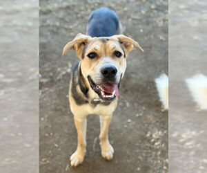 German Shepherd Dog-Unknown Mix Dogs for adoption in Riverside, CA, USA