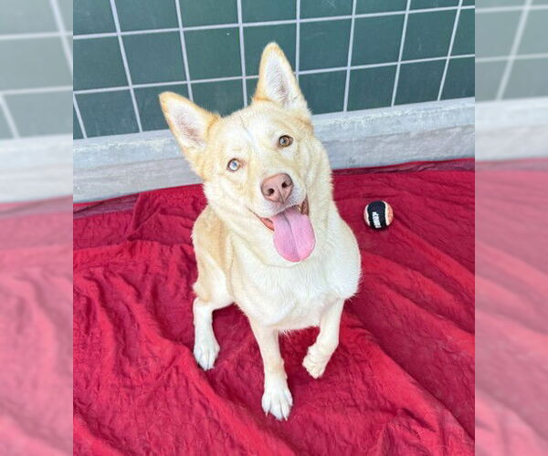 Medium Photo #3 Siberian Husky-Unknown Mix Puppy For Sale in Rancho Cucamonga, CA, USA