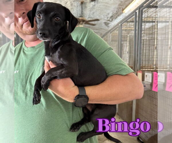Medium Photo #6 Chiweenie Puppy For Sale in San Antonio, TX, USA