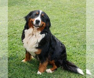 Mother of the Bernese Mountain Dog puppies born on 04/22/2025