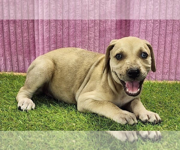 Medium Photo #3 Catahoula Leopard Dog Puppy For Sale in CUMBY, TX, USA