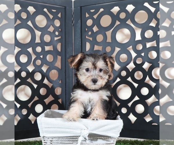 Medium Photo #3 Yo-Chon Puppy For Sale in MOUNT VERNON, OH, USA