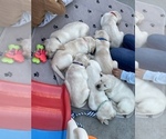 Small Photo #29 Labrador Retriever Puppy For Sale in CARMICHAEL, CA, USA