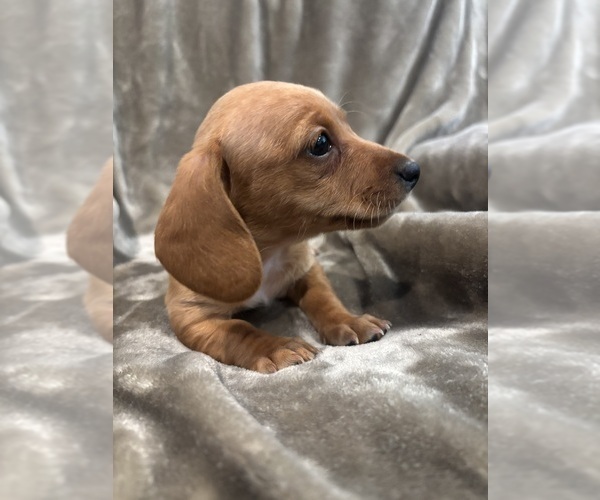 Medium Photo #4 Dachshund Puppy For Sale in DELTONA, FL, USA