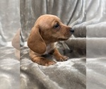 Small #3 Dachshund