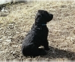 Small Photo #4 Labradoodle Puppy For Sale in JACKSON, MN, USA