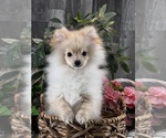 Small #4 Pomeranian