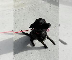 Dalmatian-Unknown Mix Dogs for adoption in Houston, TX, USA