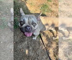 Small #1 French Bulldog