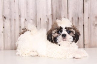 Medium Shih Tzu