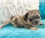 Small #28 English Bulldog