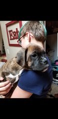 Boxer Puppy for sale in STAR CITY, AR, USA