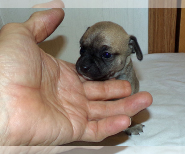 Medium Photo #4 Chihuahua Puppy For Sale in BELLE FOURCHE, SD, USA