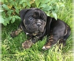 Small Photo #16 Olde English Bulldogge Puppy For Sale in POWAY, CA, USA