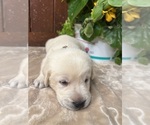 Small #14 Labrador Retriever