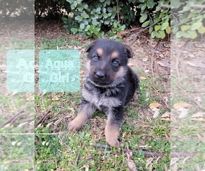German Shepherd Dog Puppy for sale in BENSON, NC, USA