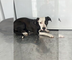 American Pit Bull Terrier Dogs for adoption in Stockton, CA, USA