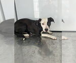 Small American Pit Bull Terrier