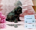 Puppy 2 Maltipoo-Poodle (Miniature) Mix