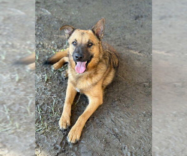 Medium Photo #1 Mutt Puppy For Sale in Riverside, CA, USA