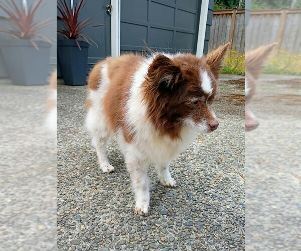 Medium Photo #2  Puppy For Sale in , 