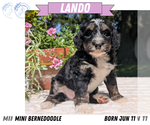 Small #12 Miniature Bernedoodle