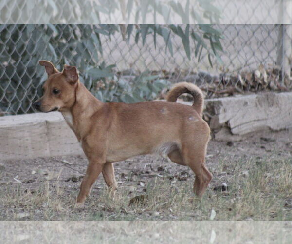 Medium Photo #2 Chihuahua-Unknown Mix Puppy For Sale in El Centro, CA, USA
