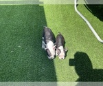 Small Photo #2 Boston Terrier Puppy For Sale in VACAVILLE, CA, USA