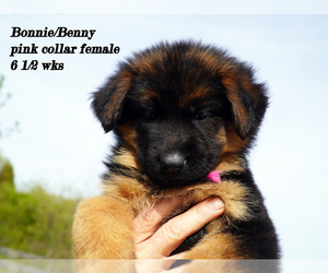 Medium German Shepherd Dog